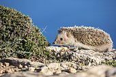 African Hedgehog (Atelerix algirus), Ibiza, Spain