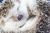 African Hedgehog (Atelerix algirus) curled up, Ibiza, Spain