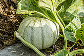 Melon Charentais