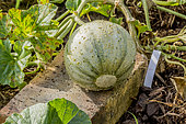Melon Charentais