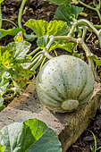 Melon Charentais