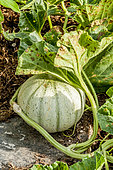 Melon Charentais