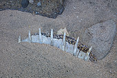 Carapace of green turtle poached on the beach of Papani in Mayotte