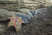 Carapace of green turtle poached on the beach of Papani in Mayotte