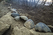 Carapace of green turtle poached on the beach of Papani in Mayotte
