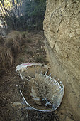 Carapace of green turtle poached on the beach of Papani in Mayotte