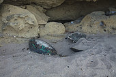 Carapace of green turtle poached on the beach of Papani in Mayotte
