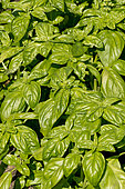 Basil 'Grand Vert Genovese', Ocimum basilicum 'Grand Vert Genovese'