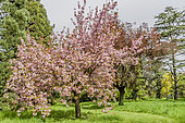 Sequoiadendron giganteum, Prunus serrulata 'Hokusai', Ecole du Breuil, Arboretum du Bois de Vincennes, Paris, France
