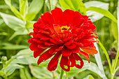 Zinnia 'Super Yoga', Zinnia elegans 'Super Yoga', flower