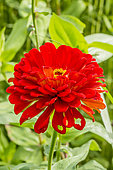 Zinnia 'Super Yoga', Zinnia elegans 'Super Yoga', flower