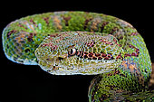 Portrait of Eyelash viper (Bothriechis schlegelii) on black background.