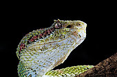 Portrait of Eyelash viper (Bothriechis schlegelii) on black background.