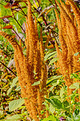 Blood amaranth 'Golden Giant', Amaranthus cruentus 'Golden Giant', flowers