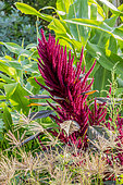 Blood amaranth 'Velvet Curtains', Amaranthus cruentus 'Velvet Curtains', and Bermuda grass, Cynodon dactylon