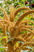 Blood amaranth 'Golden Giant', Amaranthus cruentus 'Golden Giant', flowers