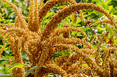 Blood amaranth 'Golden Giant', Amaranthus cruentus 'Golden Giant', flowers