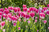 Tulips 'Dynasty' in bloom in a garden