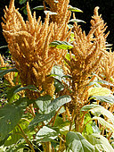 Amaranthus cruentus 'Hot Biscuits, flowers