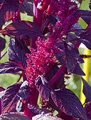Amaranthus cruentus 'Velvet Curtains', flowers