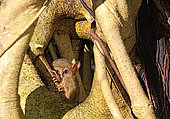 Spectral Tarsier (Tarsius tarsier) on a tree, Tangkoko, North Sulawesi.
