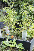 Square foot gardens