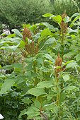 Blood amaranth (Amaranthus cruentus) 'Golden Giant'