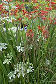 Swan Crocosmia (Crocosmia masoniorum) 'Orangerot' in bloom