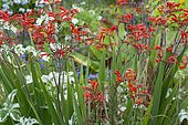 Swan Crocosmia (Crocosmia masoniorum) 'Orangerot' in bloom