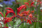 Swan Crocosmia (Crocosmia masoniorum) 'Orangerot' in bloom