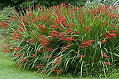Swan Crocosmia (Crocosmia masoniorum) 'Orangerot' in bloom