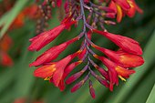 Swan Crocosmia (Crocosmia masoniorum) 'Orangerot', bloom