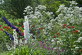 Giant hogweed (Heracleum mantegazzianum), Delphinium hybrid (Delphinium x pacific) 'Pacific Giant' and Ornemental Verbena (Verbena sp) mixed