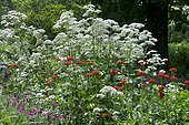 Giant hogweed (Heracleum mantegazzianum) and Ornemental Verbena (Verbena sp) mixed