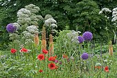 Corn poppy (Papaver rhoeas), Narrowleaf Foxtail (Eremurus stenophyllus) and Ornament garlic (Allium sp) flowers in a garden
