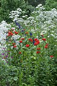 Giant hogweed (Heracleum mantegazzianum) and Vervain (Verbena sp) mixed