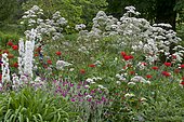 Giant hogweed (Heracleum mantegazzianum), Delphinium hybrid (Delphinium x pacific) 'Pacific Giant' and Vervain (Verbena sp) mixed