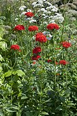 Giant hogweed (Heracleum mantegazzianum) and Vervain (Verbena sp) mixed