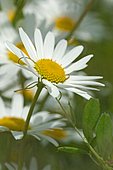 Oxeyedaisy (Leucanthemum vulgare) flower