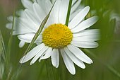 Oxeyedaisy (Leucanthemum vulgare) flower
