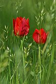 Tulip (Tulipa sp) in wild garden