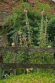 Hollyhock (Althaea ficifolia) in bloom behind a wooden fence, Jardin de la Chaux, Nièvre, France