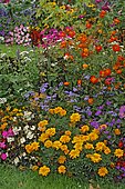 Summer flower bed : Vervain (Verbena sp), Sulphur cosmos (Cosmos sulphureus), Impatiens (Impatiens sp), Zinnia (Zinnia sp), Agerate (Ageratum sp), Begonia (Begonia sp), Marigold (Tagetes sp), in bloom