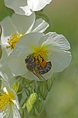 Honey bee (Apis mellifera) on flower