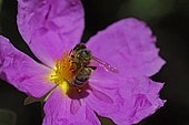 Honey bee (Apis mellifera) on Cistus flower (Cistus sp)