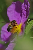 Honey bee (Apis mellifera) on Cistus flower (Cistus sp)