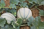 'Charentais brodé' melon (Cucumis melo)