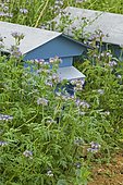 Hive and Lacy Phacelia (Phacelia tanacetifolia) in bloom. Mainly blue garden. France