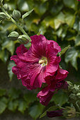 Hollyhock (Alcea rosea), flower
