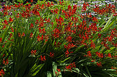 Swan Crocosmia (Crocosmia masoniorum) 'Lucifer' in bloom